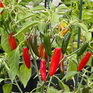 May include: A close-up of a chili pepper plant with green leaves and several chili peppers in various stages of ripeness. The peppers range in color from green to red, with some showing a gradient of colors. The plant is in a pot.