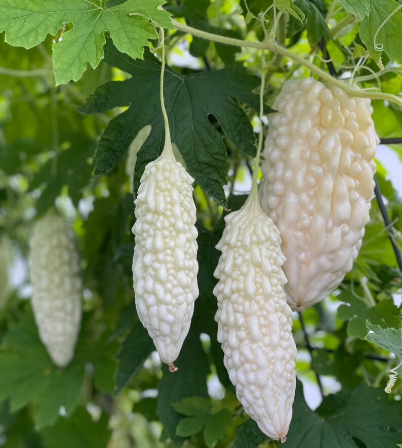 Rare White Bitter Melon Seeds. Momordica Charantia or Bitter Gourd