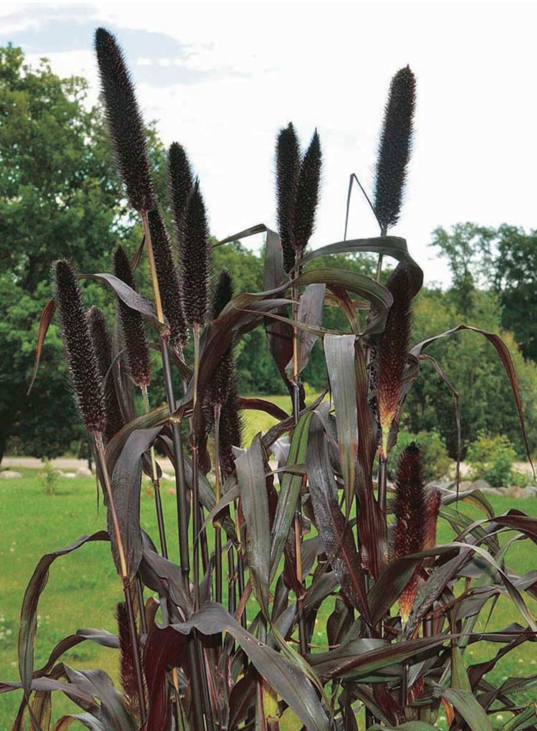 65 Seeds. Purple Majesty Ornamental Millet Plant. Etsy