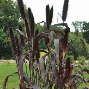 65 Seeds. Purple Majesty Ornamental Millet Plant.
