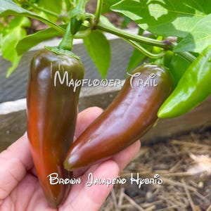 Brown Jalapeño Hybrid Pepper Seeds, 15 NON GMO Seeds. Capsicum annuum. 85 Days.