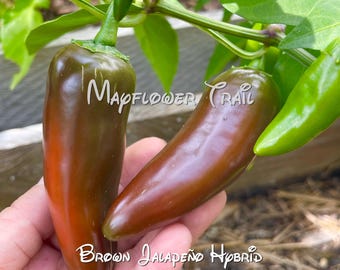 Brown Jalapeño Hybrid Pepper Seeds, 15 NON GMO Seeds. Capsicum annuum. 85 Days.