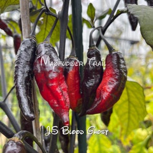 May include: Close-up of a cluster of JS Blood Ghost peppers, showcasing a gradient of colors. The peppers transition from deep black to vibrant red, with the text "Mapflower Trail" and "JS Blood Ghost" visible.