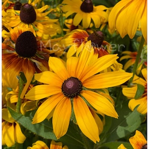 Black Eyed Susan seeds. 200+ seeds. Rudbeckia – Black Eyed Susan single mixed Colors. 5 ”daisy-like flowers in yellow mahogany & bicolors.