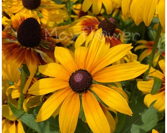 Black Eyed Susan seeds. 200+ seeds. Rudbeckia – Black Eyed Susan single mixed Colors. 5 ”daisy-like flowers in yellow mahogany & bicolors.