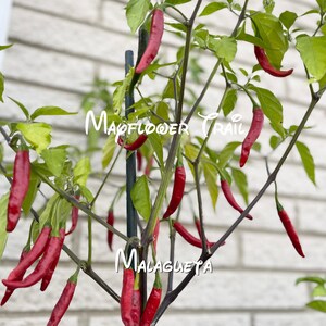 Malagueta Pepper Seeds, 10+ Non GMO Seeds. Capsicum frutescens. Organic Garden.