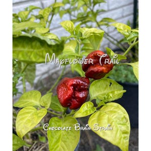 May include: Close-up of a Chocolate Brain Strain pepper plant. The image shows two ripe, dark red peppers with a textured surface. The plant has green and yellow leaves, with the text "Mapflower Trail" and "Chocolate Brain Strain" visible.