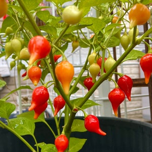 Red Biquinho Seeds, Aka Chupetino, Pimenta de Bico or Chupetinha. Brazil Heirloom Pepper.  95 Days. 12 Non GMO Seeds.