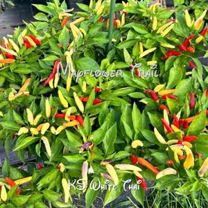 KS White Thai Chilli Seeds. 15 Non GMO Seeds. Stunning Thai pepper variety. Ornamental. Editable and delicious.
