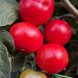 Bloody Butcher Tomato 25 Seeds. Indeterminate Tomato Plant. Deep Red Organic Tomato Seeds. Vegetable Garden image 1