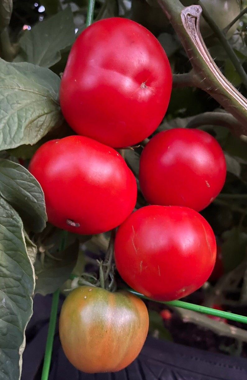 Bloody Butcher Tomato 25 Seeds. Indeterminate Tomato Plant. Deep Red Organic Tomato Seeds. Vegetable Garden image 1