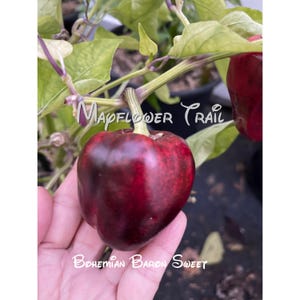 May include: A close-up of a dark red Bohemian Baron Sweet pepper, held in a hand, with the text "Mapflower Trail" and "Bohemian Baron Sweet" in white script. The pepper is heart-shaped and attached to a green stem.