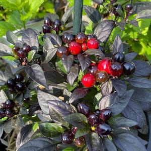 Black Pearl Hot Pepper Seeds. Ornamental Pepper Seeds. 12 Non GMO Seeds.