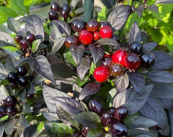 Black Pearl Pepper Seeds: Edible Ornamental Chili (12 Non GMO Seeds)