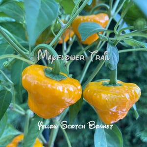 Yellow Scotch Bonnet Pepper Seeds.  12 Non GMO Seeds. Organic Garden.