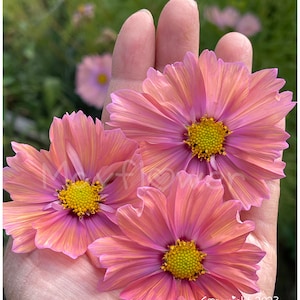 Apricotta Cosmo Seeds.  True lovely shades of apricot.  Beautiful, silky, daisy-like flowers!