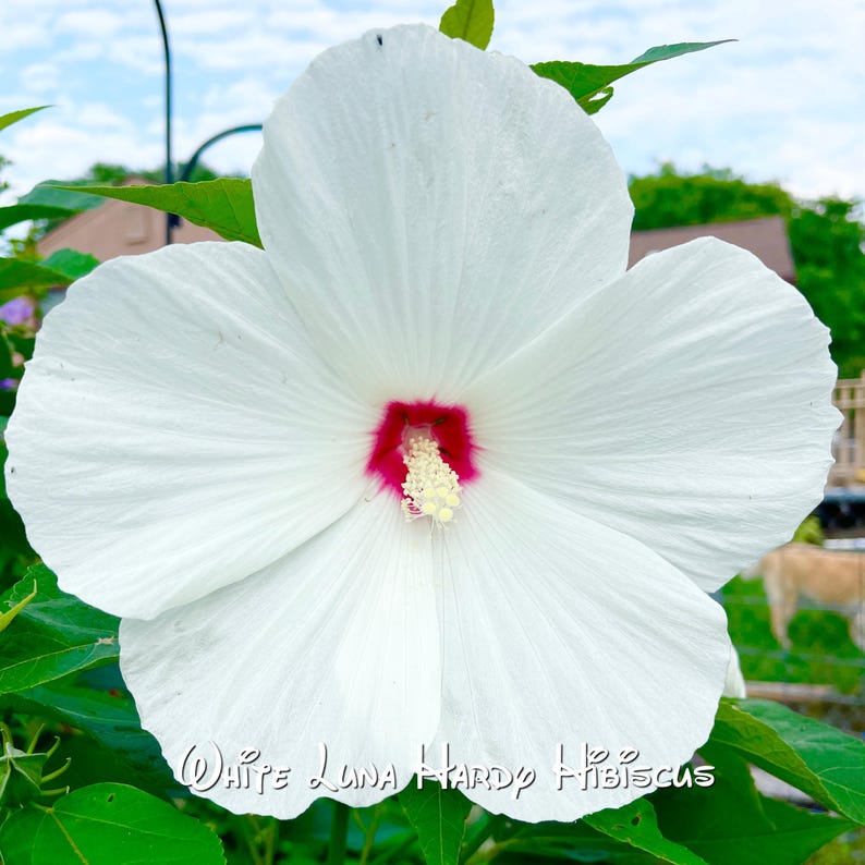 MayflowerTrail Hibiscus Seeds