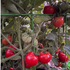 Bloody Butcher Tomato 25 Seeds. Indeterminate Tomato Plant. Deep Red Organic Tomato Seeds. Vegetable Garden image 3