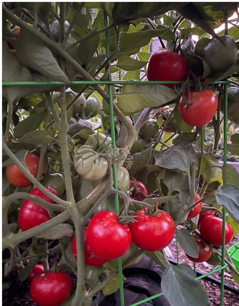 Bloody Butcher Tomato 25 Seeds. Indeterminate Tomato Plant. Deep Red Organic Tomato Seeds. Vegetable Garden image 3