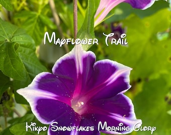 NEW! Kikyo Snowflakes Morning Glory Seeds.  Non GMO 20 Seeds. Pollinated Garden.