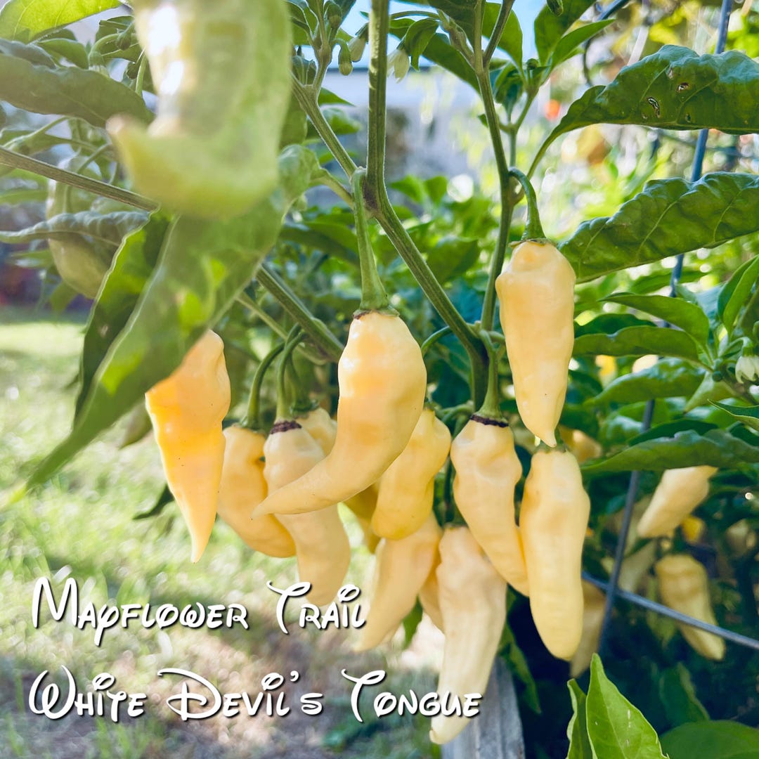 White Hot Peppers