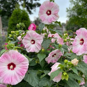 Pink Swirl Hardy Hibiscus Seeds: Dinnerplate Blooms, Perennial