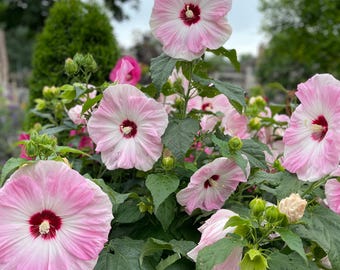 25 + Seeds Hardy Hibiscus Luna Pink Swirl Pre-stratified 25 Seeds