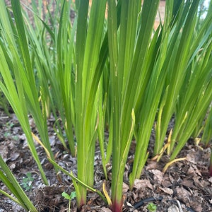 May include: A close-up shot of a cluster of green plants with long, slender leaves. The leaves are a vibrant green color, with some showing hints of yellow. The stems are a reddish-purple color. The plants are growing in a bed of brown mulch.