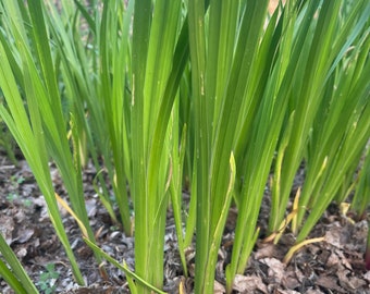 2 Bare Root, Sweet Flag Live Plants.  Ornamental Garden. Add visual interest to any aquatic landscape.  Perfect addition to a water garden.