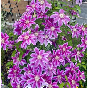 Clematis 'Piilu' Seeds (Little Duckling) Grow on fences, trellises, mailbox, patio, or containers. Perennial flowers, comes back each year.