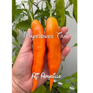 Aji Amarillo Pepper Seeds.  10 Non GMO Seeds.  Capsicum baccatum.  85 days. Organic Garden.