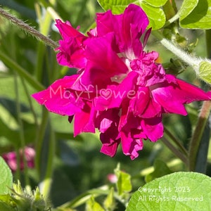 May include: Close-up of a vibrant magenta flower with multiple layers of petals. The flower is in full bloom, with the text "Mayflower" and a heart symbol. Green leaves and stems surround the flower. Copyright 2023 All Rights Reserved.