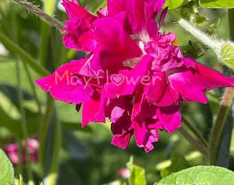 Sunrise Serenade Double Bloom Morning Glory Seeds. Attracts Pollinators.