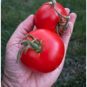 Bloody Butcher Tomato 25 Seeds. Indeterminate Tomato Plant. Deep Red Organic Tomato Seeds. Vegetable Garden image 2