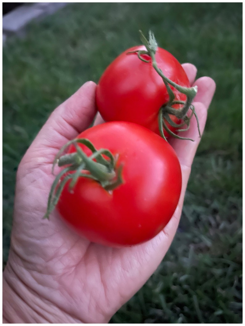 Bloody Butcher Tomato 25 Seeds. Indeterminate Tomato Plant. Deep Red Organic Tomato Seeds. Vegetable Garden image 2