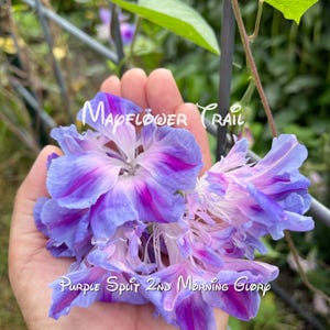 May include: Close-up of a cluster of 'Purple Split 2nd Morning Glory' flowers. The flowers are a mix of purple, pink, and white, with the text 'Mapflower Trail' and 'Purple Split 2nd Morning Glory' in white script.