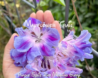 May include: Close-up of a cluster of 'Purple Split 2nd Morning Glory' flowers. The flowers are a mix of purple, pink, and white, with the text 'Mapflower Trail' and 'Purple Split 2nd Morning Glory' in white script.