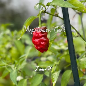 May include: A vibrant red pepper with a unique, textured surface hangs from a green stem, surrounded by lush green foliage. The text "Mapflower Trail" and "Zou-Pp" are visible in the image. This image showcases a fresh, organically grown pepper.