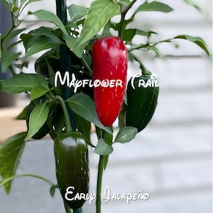 Early jalapeño Pepper Seeds. 12 Non GMO Seeds. Organic Garden.