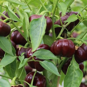 Sweet Chocolate Mini Bell Pepper Seeds.  Great for snacking and such beautiful peppers too.