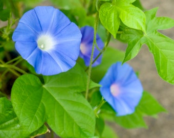 May include: Close-up of morning glory flowers in full bloom. The flowers are a vibrant blue with a white center, surrounded by green leaves. The image captures the delicate beauty of the plant.