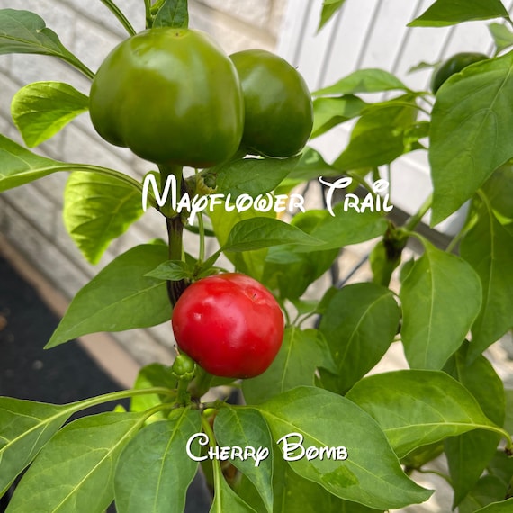 Cherry Bomb Pepper Seeds. 10 Non GMO Seeds.