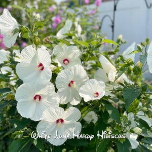 White Luna Hardy Hibiscus Seeds (Hibiscus moscheutos ‘Luna White’). 50 Seeds.