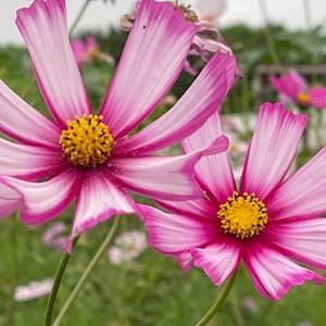Picotee Cosmos Flower Seeds. Butterfly and Bee Garden, Cut Flowers, 25 seeds.