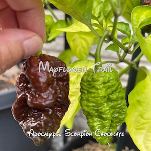 Apocalypse Scorpion Chocolate Pepper Seeds.  12 Non GMO Seeds. Super Hot.