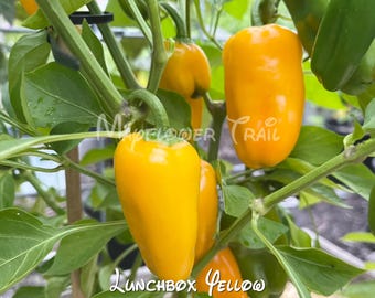Yellow Lunchbox Pepper Seeds: 10 Non GMO Seeds. Sweet Snacking Peppers.