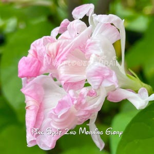 NEW! Split Second Pink Morning Glory Seeds: Heirloom Cottage Garden Vine