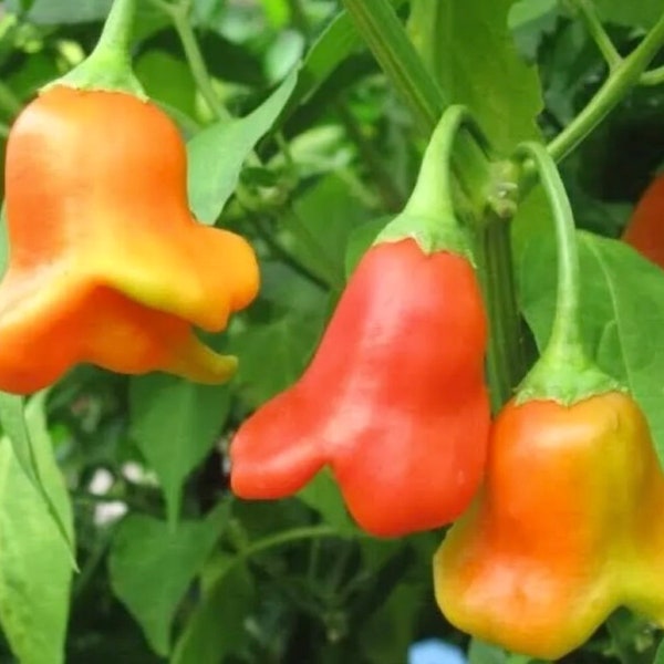 Mad Hatter Pepper Seeds.  Ornamental. Rare Peppers. Great for salad, snacking, and pickling. Does very well in containers, pots, and ground.