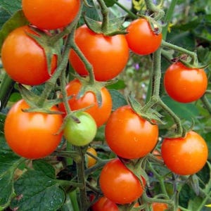 Sweet Orange Tomato Seeds.  20 Non GMO Seeds.  Sweet and Flavorful.  75 Days.  Organic Garden.