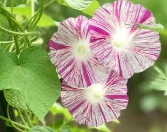 Venice Cherry-Pink White Swirl Morning Glory Seeds. Attracts Pollinators, Bees, Butterflies, or Hummingbirds.